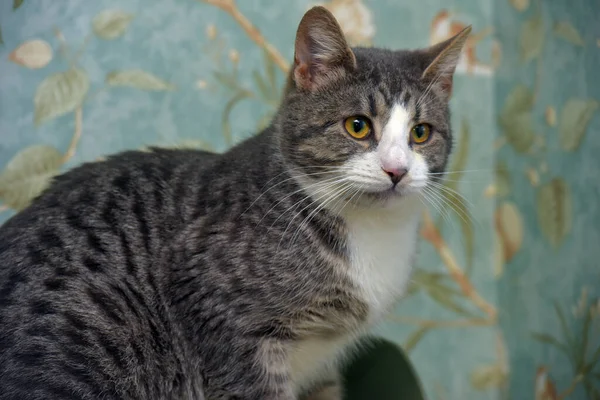 Gato Tabby Gris Blanco Con Ojos Anaranjados Cerca — Foto de Stock