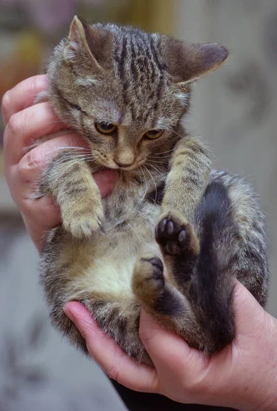 Adorable Little Tabby Kitten Female Hands Close — Stock Photo, Image