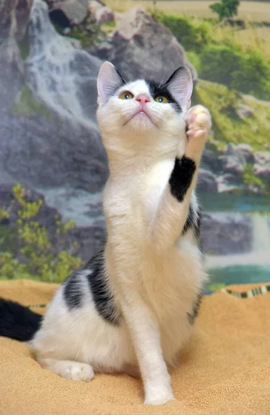 White Black Cute Playful Kitten Its Hind Legs Catches — Stock Photo, Image