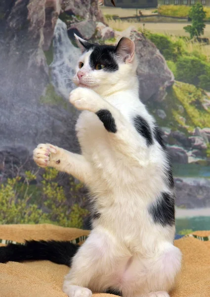White Black Cute Playful Kitten Its Rear Legs Catches — стоковое фото