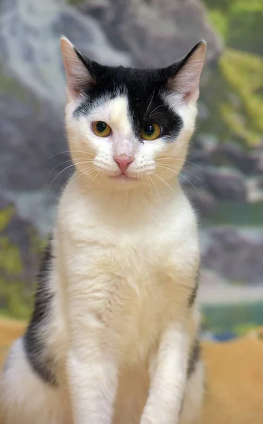 White Black Cute Young Cat Couch — Stock Photo, Image