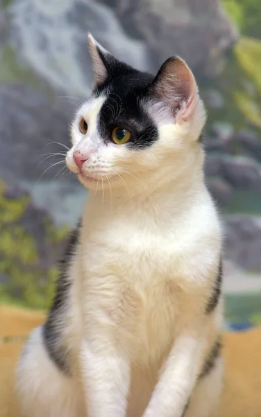 Білий Чорний Милий Молодий Кіт Дивані — стокове фото
