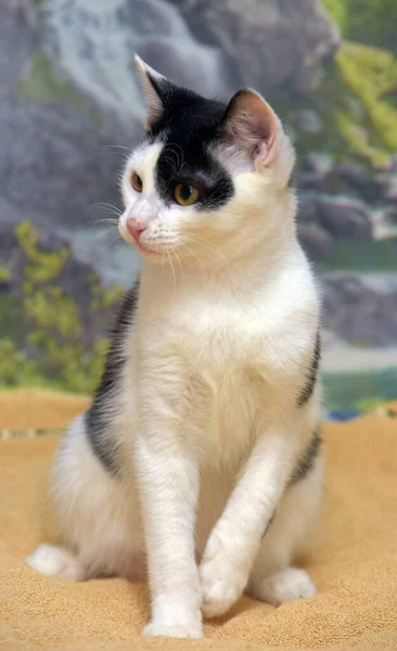 White Black Cute Young Cat Couch — Stock Photo, Image