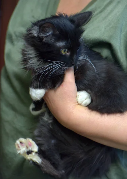 Preto Com Branco Fofo Gatinho Mãos — Fotografia de Stock