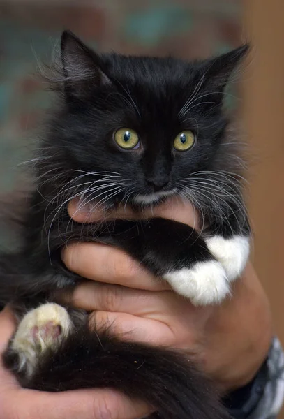 Black White Fluffy Kitten Hands — Stock Photo, Image