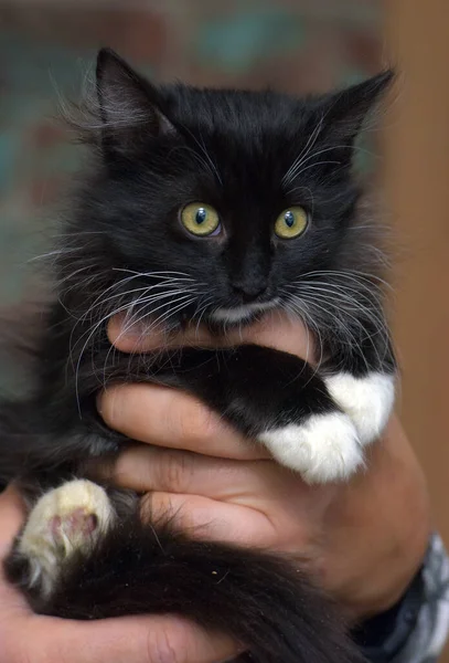 Preto Com Branco Fofo Gatinho Mãos — Fotografia de Stock