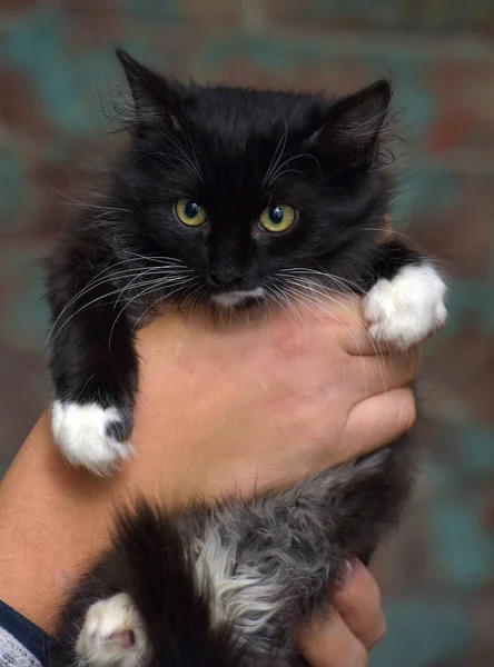 Siyah Beyaz Tüylü Kedi Yavrusu Ellerinde — Stok fotoğraf