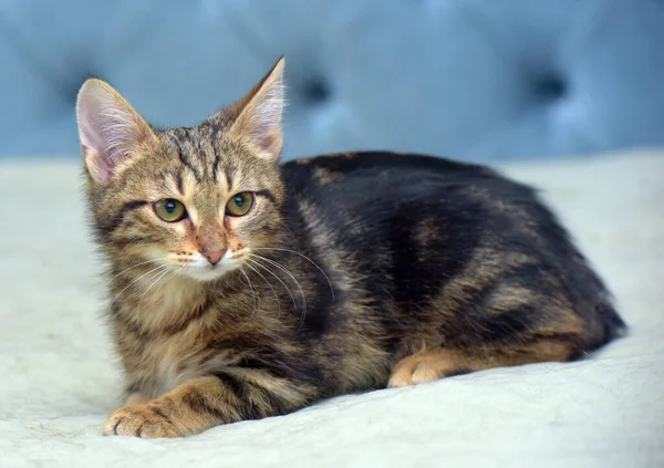 Brun Tabby Söt Fluffig Kattunge Soffan — Stockfoto