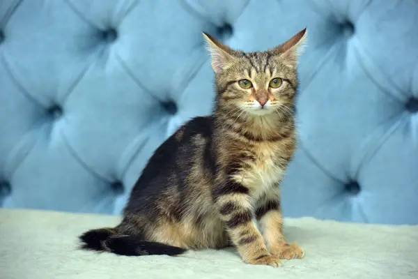 Brun Tabby Söt Fluffig Kattunge Soffan — Stockfoto