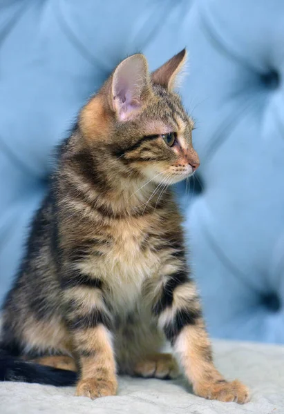 Brown Tabby Cute Fluffy Kitten Sofa — Stock Photo, Image