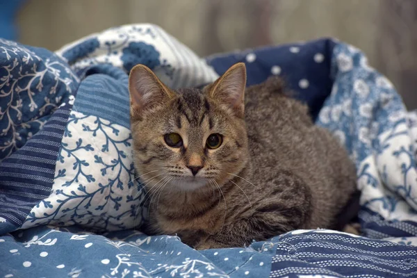 Kleine Bruin Gestreepte Kittens Het Bed Close — Stockfoto