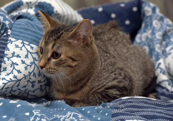 Kleine Bruin Gestreepte Kittens Het Bed Close — Stockfoto