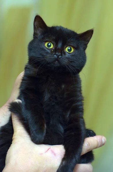 Malé Černé Plyšové Kotě Rukou Zblízka — Stock fotografie