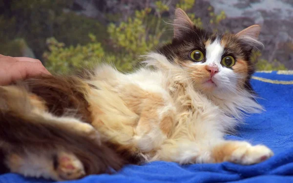 Tricolor Flauschige Katze Mit Großen Verängstigten Augen — Stockfoto