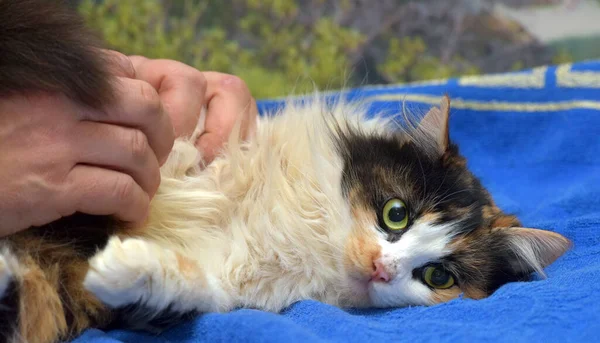 Tricolor Flauschige Katze Mit Großen Verängstigten Augen — Stockfoto