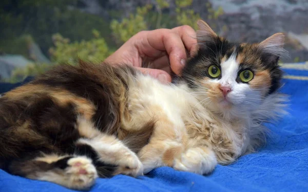 Renkli Tüylü Kedi Büyük Korkmuş Gözler — Stok fotoğraf