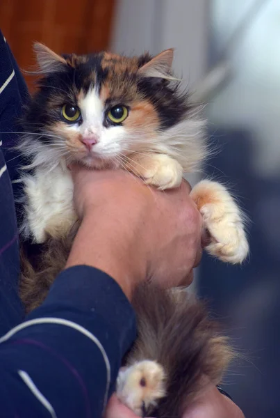 Tiga Warna Kucing Berbulu Bermata Besar Tangan Menutup — Stok Foto