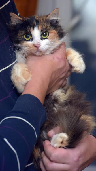 Tricolor Storögd Fluffig Katt Händerna Närbild — Stockfoto