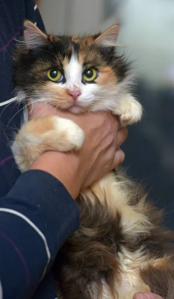 Tricolor Storögd Fluffig Katt Händerna Närbild — Stockfoto