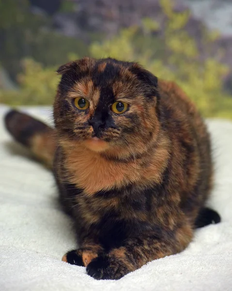 Cute Penyu Shell Lipat Telinga Kucing Dekat — Stok Foto