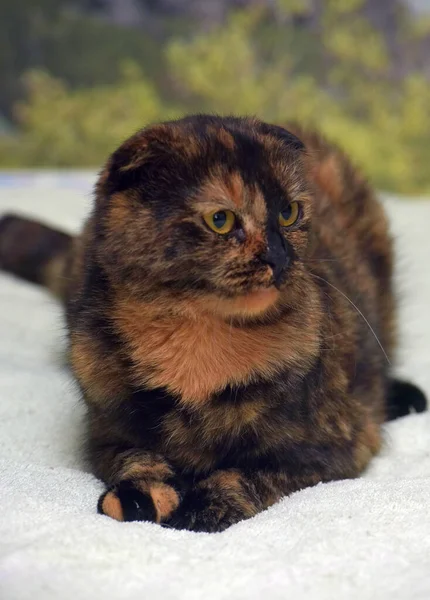 Şirin Kaplumbağa Kabuklu Katlanmış Kedi Yaklaş — Stok fotoğraf