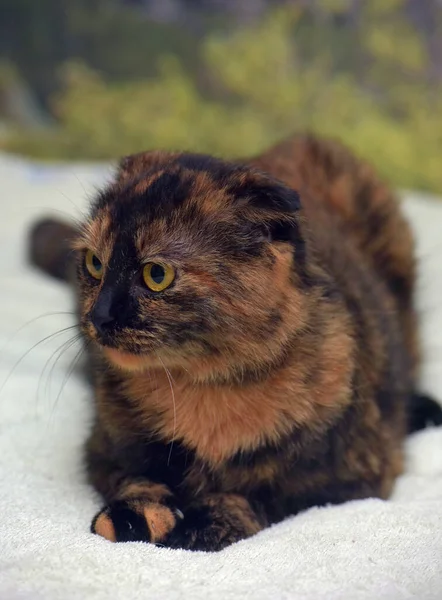 Şirin Kaplumbağa Kabuklu Katlanmış Kedi Yaklaş — Stok fotoğraf