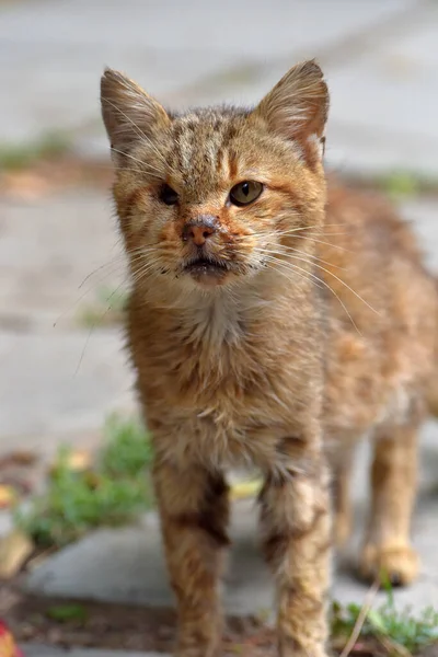 街上的一只老病独眼流浪猫 — 图库照片