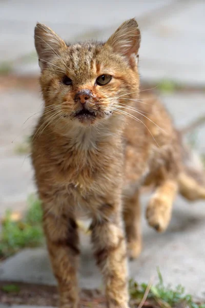 Alte Kranke Einäugige Streunende Katze Auf Der Straße — Stockfoto