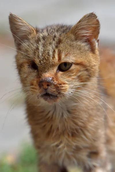 Old Sick One Eyed Stray Cat Street — Stock Photo, Image