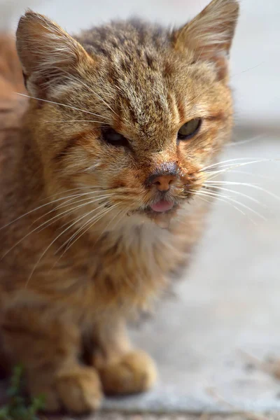 古い病気の片目野良猫が通りに — ストック写真
