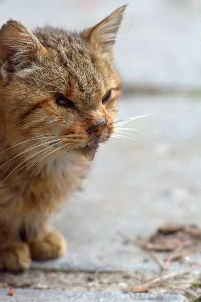 길에서 외눈박이 고양이 — 스톡 사진