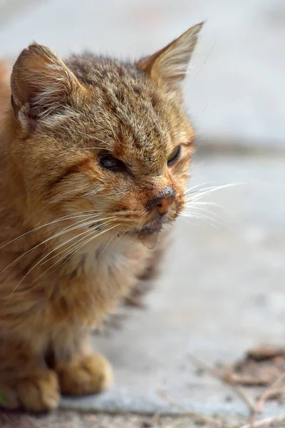 길에서 외눈박이 고양이 — 스톡 사진