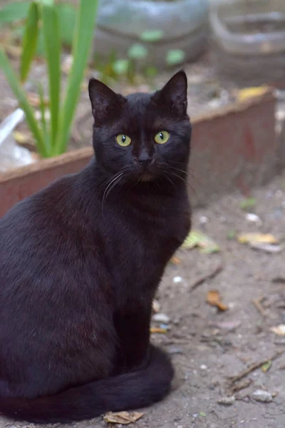 Gato Negro Con Ojos Verdes Retrato Aire Libre —  Fotos de Stock