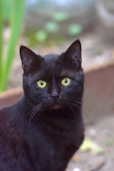 Černá Kočka Zelenýma Očima Venkovní Portrét — Stock fotografie