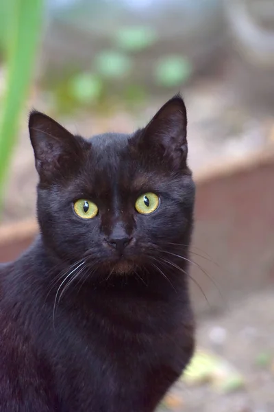 Black Cat Green Eyes Outdoor Portrait — Stock Photo, Image