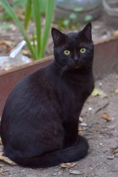 Chat Noir Avec Des Yeux Verts Portrait Extérieur — Photo