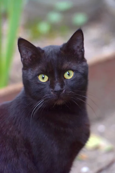 Černá Kočka Zelenýma Očima Venkovní Portrét — Stock fotografie