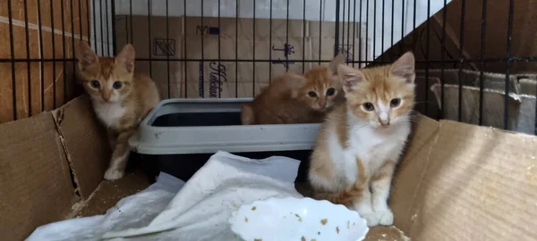 Ginger Kittens Cage Animal Shelter — Stock Photo, Image