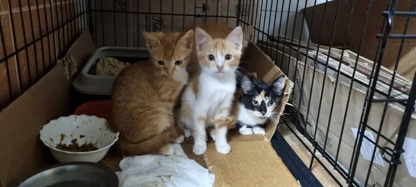 Ginger Kittens Cage Animal Shelter — Stock Photo, Image
