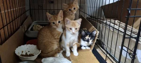 Ginger Kittens Cage Animal Shelter — Stock Photo, Image