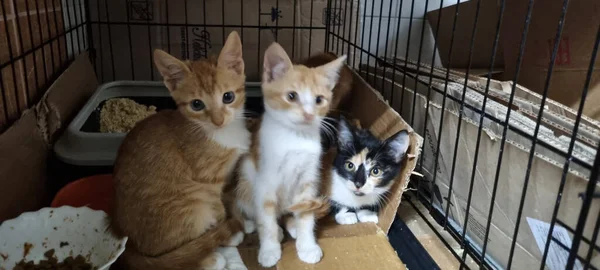 生き物保護施設の檻の中の生姜子猫 — ストック写真