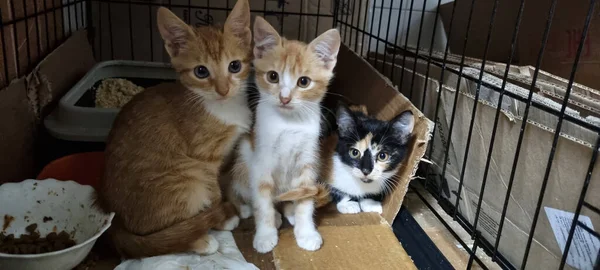 Gatitos Jengibre Una Jaula Refugio Animales Fotos de stock libres de derechos