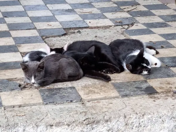 Kırım Şehrinin Sokaklarındaki Sokak Kedileri — Stok fotoğraf