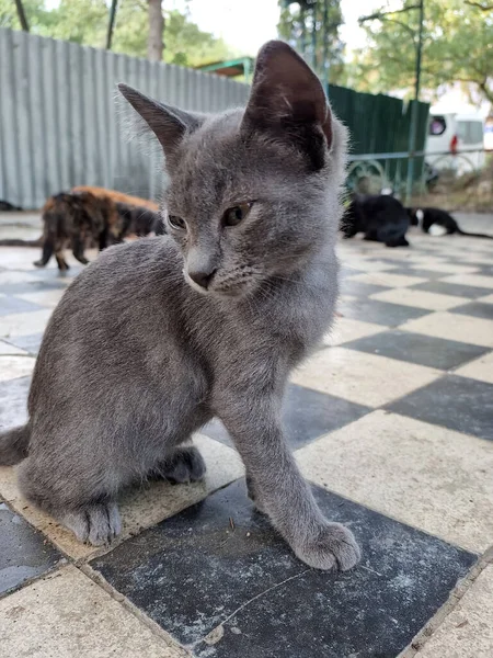 Gatos Vadios Rua Cidade Crimeia — Fotografia de Stock