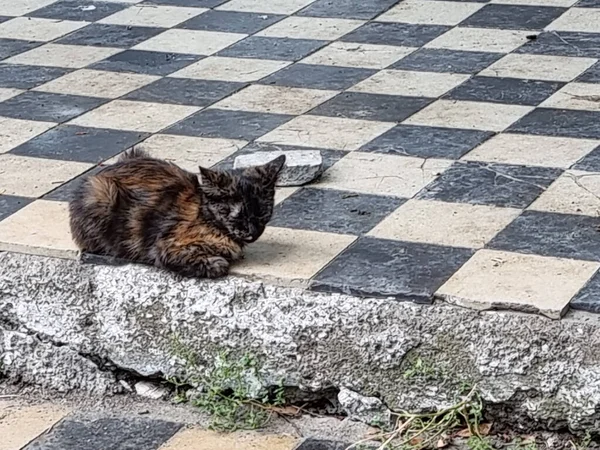 Zwerfkatten Straat Van Stad Krim — Stockfoto