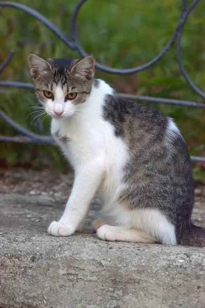Toulavé Kočky Ulici Města Krymu — Stock fotografie