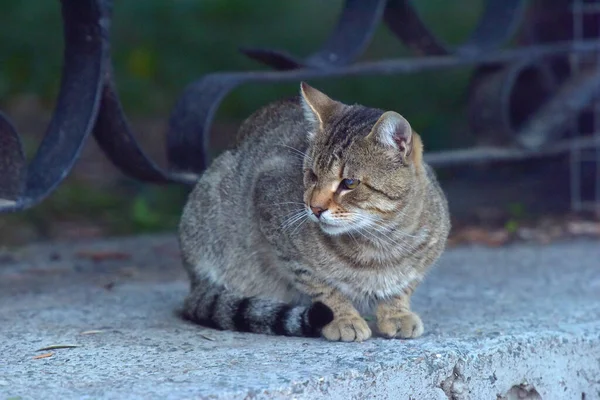 克里米亚市街上的流浪猫 — 图库照片