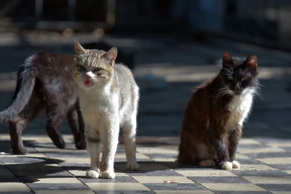 Bezpańskie Koty Ulicy Miasta Krym — Zdjęcie stockowe