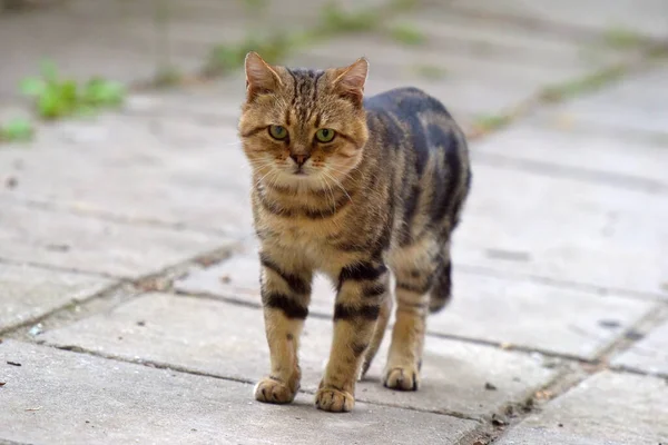Αδέσποτες Γάτες Στο Δρόμο Της Πόλης Της Κριμαίας — Φωτογραφία Αρχείου