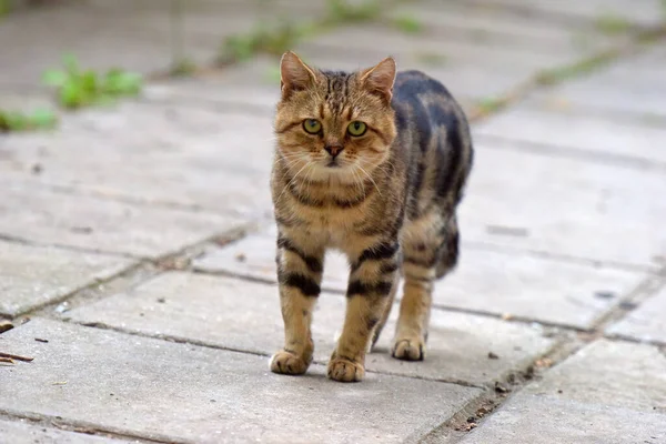 Zwerfkatten Straat Van Stad Krim — Stockfoto